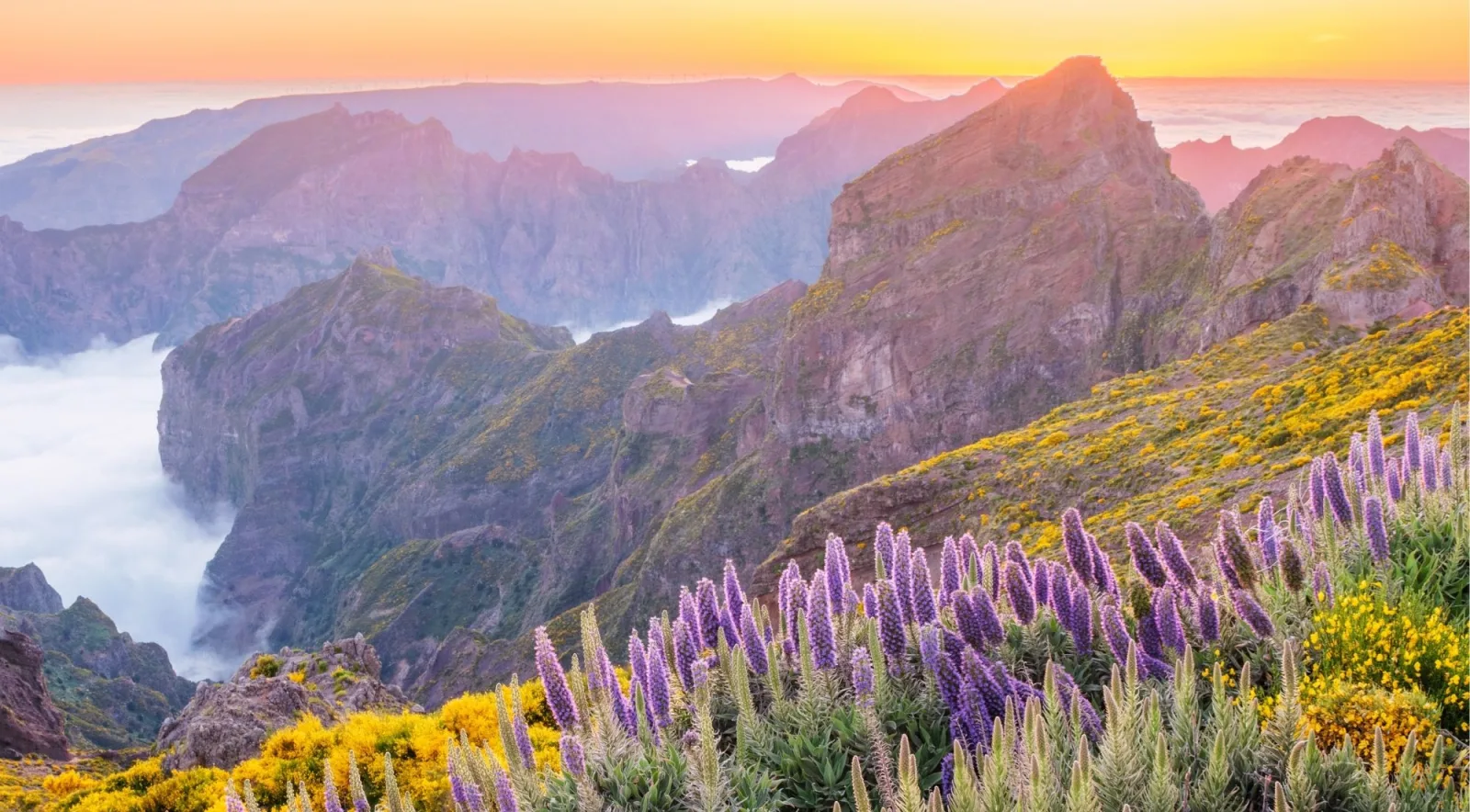 Sunrise over the Pico do Arieiro ridges with purple Pride of Madeira and yellow gorse in the foreground, cloud filling the valleys below