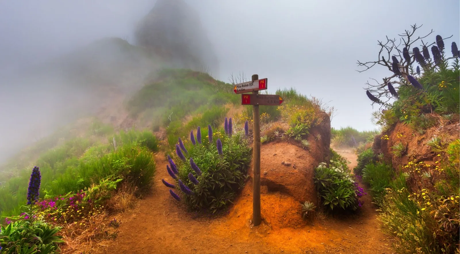A PR1 signpost in mist surrounded by Pride of Madeira flowers, pointing toward Pico Ruivo